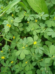 Lotus peregrinus
