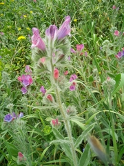 Echium judaeum