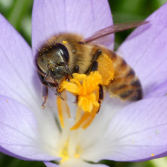 Apis mellifera