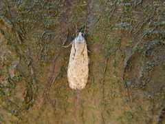 Semioscopis avellanella