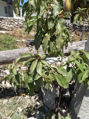 Solanum erianthum