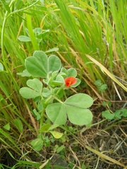 Lotus tetragonolobus