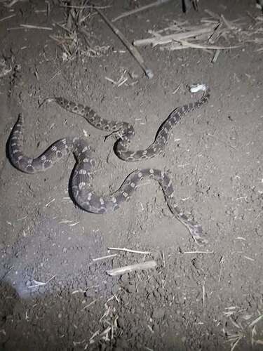 Egyptian Saw-scaled Viper