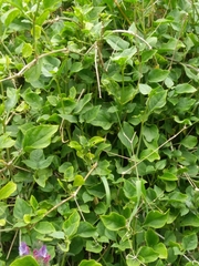 Commicarpus plumbagineus