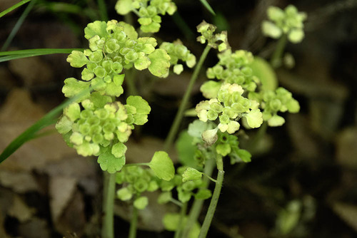 Chrysosplenium japonicum iNat (3)