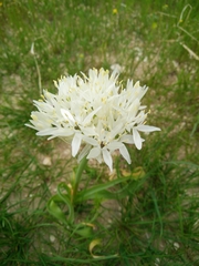 Allium erdelii