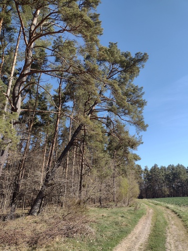 Ein weiteres Foto von Scots Pine