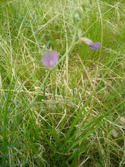 Vicia peregrina