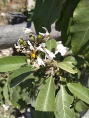 Solanum erianthum