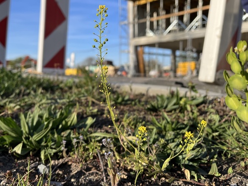 Neslia paniculata, photograph 4