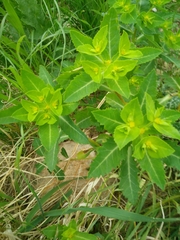 Euphorbia oxyodonta