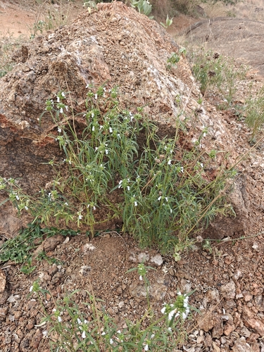 Leucas aspera, photograph 3