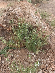 Leucas aspera, photograph (c) Harshjeet Singh Bal, some rights reserved (CC BY)