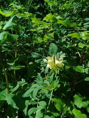 Acmispon grandiflorus grandiflorus