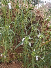 Leucas aspera, photograph (c) Harshjeet Singh Bal, some rights reserved (CC BY)