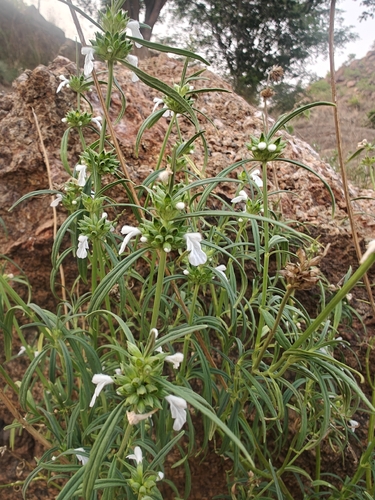 Leucas aspera, photograph 5