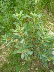 Haplophyllum buxbaumii