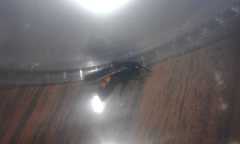 Pygodasis ephippium ephippium