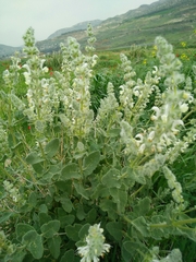 Salvia dominica