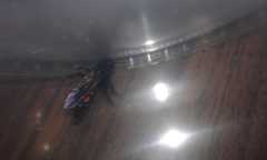 Pygodasis ephippium ephippium