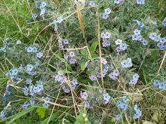 Alkanna strigosa