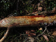 Pityogenes quadridens