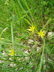 Gagea commutata