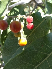 Solanum erianthum