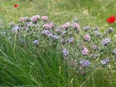 Alkanna strigosa