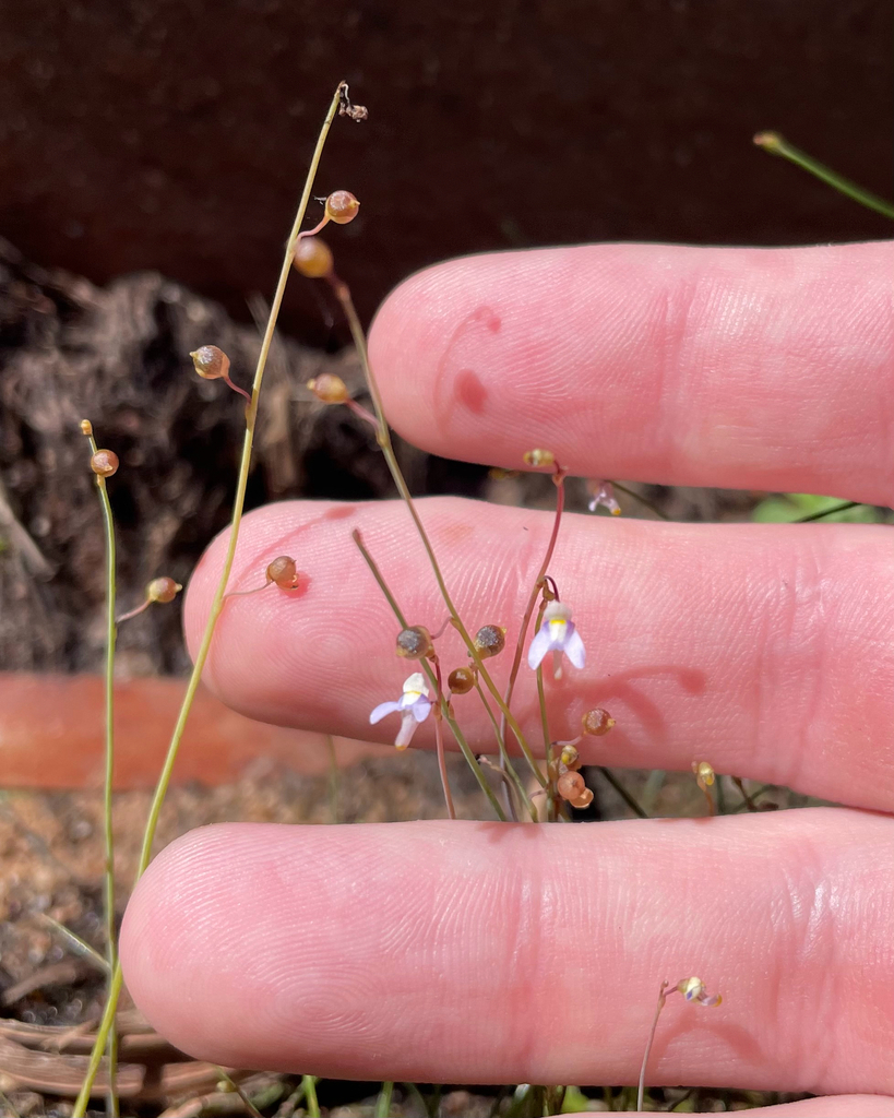 Utricularia limosa