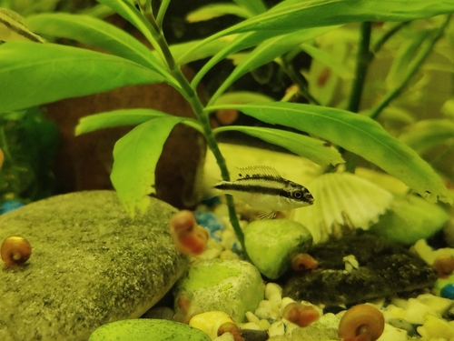 Common krib (Pelvicachromis pulcher) — Cichlidae — 5
