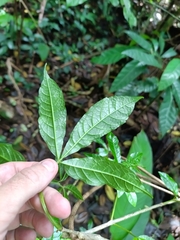 (c) Guillaume Delaitre, some rights reserved (CC BY) Vitex triflora, photograph (c) Guillaume Delaitre, some rights reserved (CC BY)