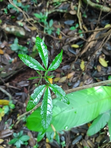 Vitex triflora, photograph 2