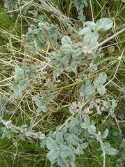 Heliotropium rotundifolium