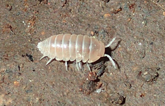 Eubelidae