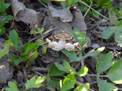Xanthorhoe biriviata