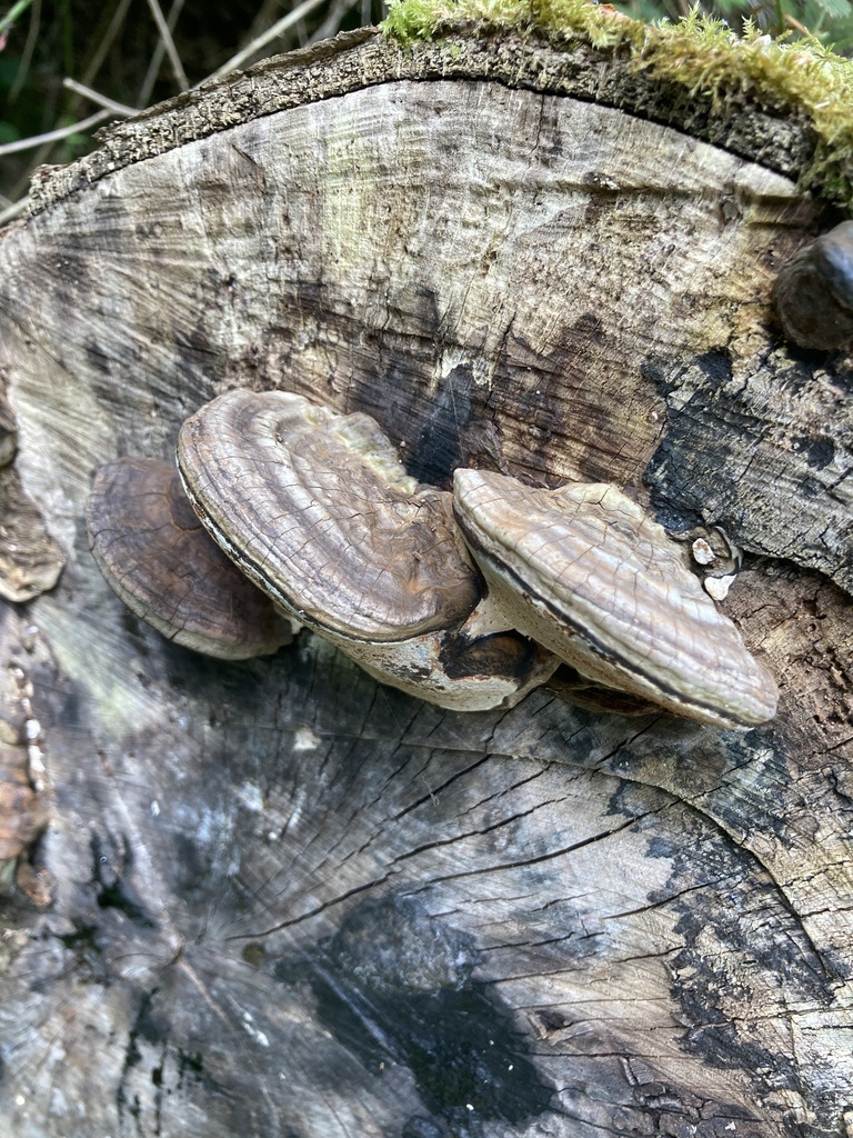 Ganoderma applanatum · April 2026 · photo: © nick37158 (iNaturalist, cc-by)