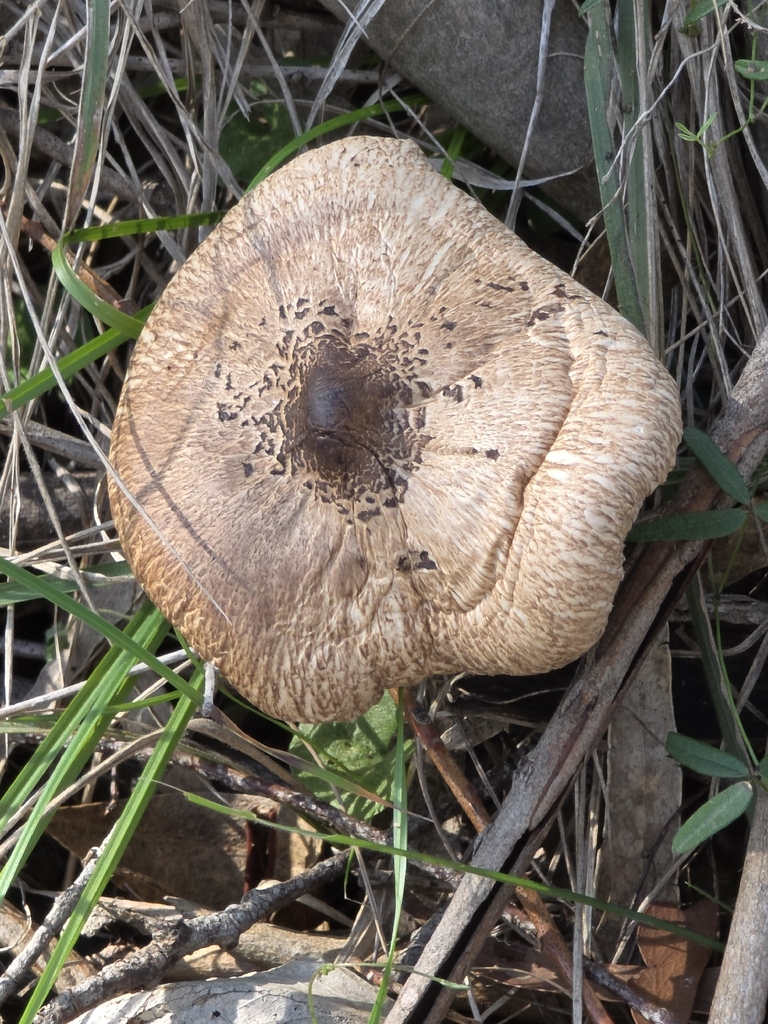 Macrolepiota clelandii · April 2026 · photo: © ianrainbow (iNaturalist, cc-by)
