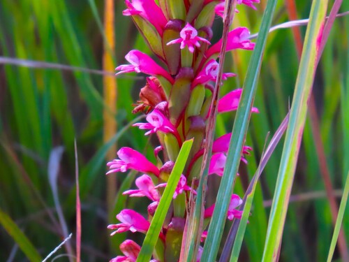 Satyrium macrophyllum observed 2026-03-16