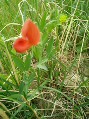 Lathyrus pseudocicera