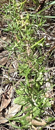 Cassinia aculeata, photograph 3