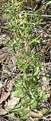 Cassinia aculeata, photograph (c) Ian Rainbow, some rights reserved (CC BY)