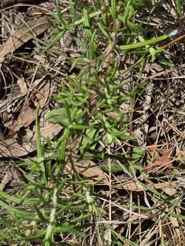 Cassinia aculeata, photograph 4