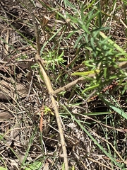Cassinia aculeata, photograph (c) Ian Rainbow, some rights reserved (CC BY)