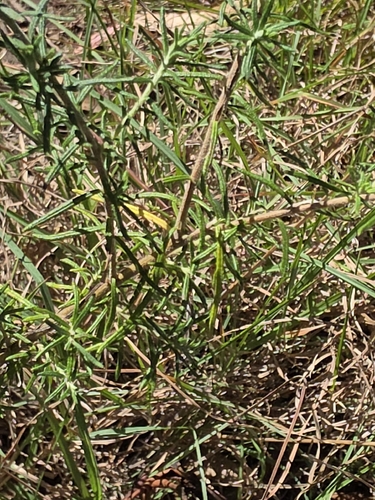 Cassinia aculeata, photograph 6