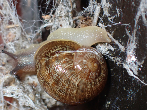 Cornu aspersum