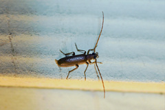 Sparedrus aspersus