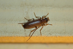 Sparedrus aspersus