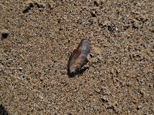 Mytilus edulis
