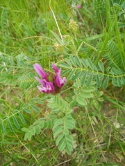 Astragalus callichrous